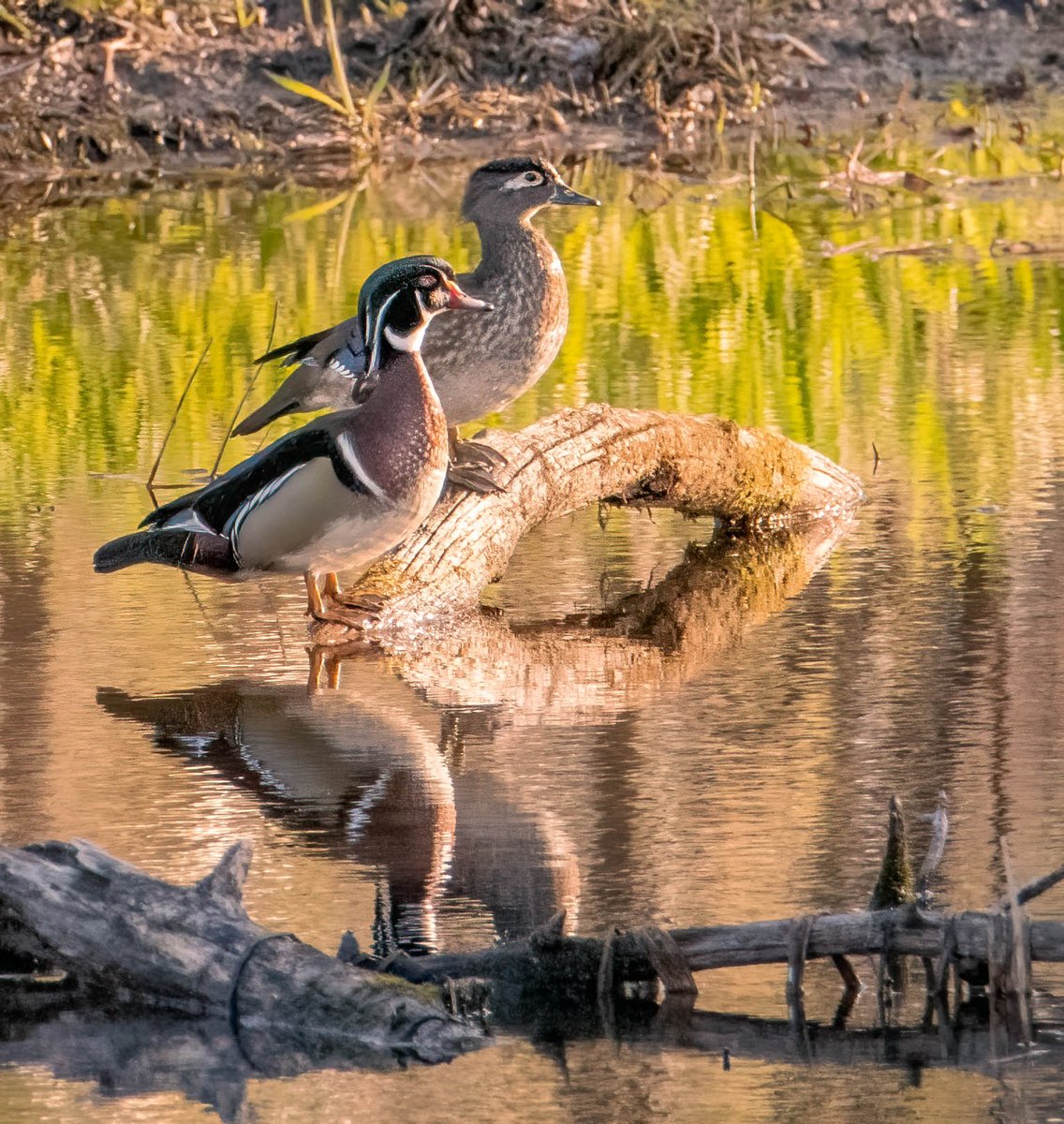 Morning Warmth

Even the animal kingdom enjoys the warmth of early mornings as our Minnesota weather turns from north winds scooting across wetland ponds to a broad hint of summer.  This wood duck pair is contemplating the day ahead.  #CambridgeMN https://t.co/PDBT8LLUfj