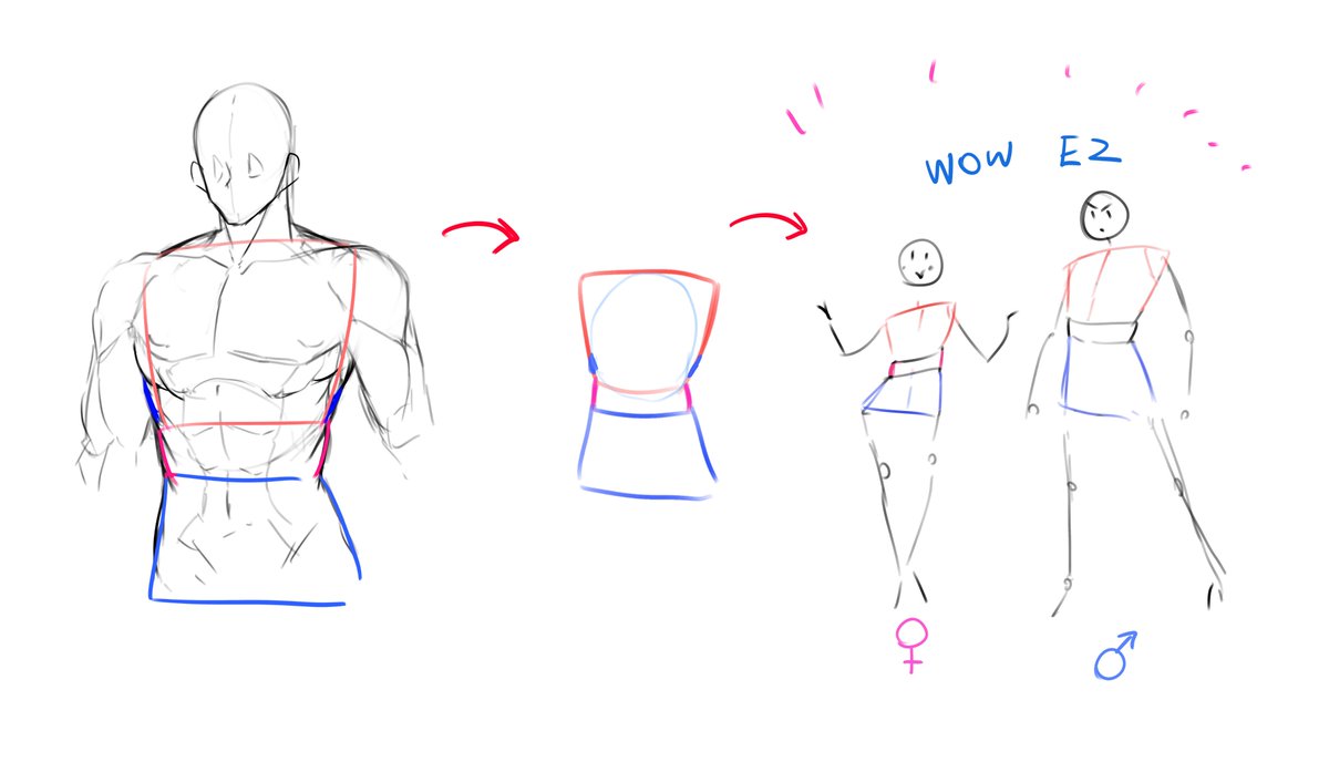 Simple Torso Anatomy Basics and Tips. >vO 