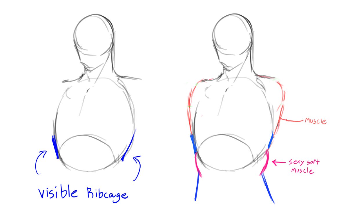 Simple Torso Anatomy Basics and Tips. >vO 