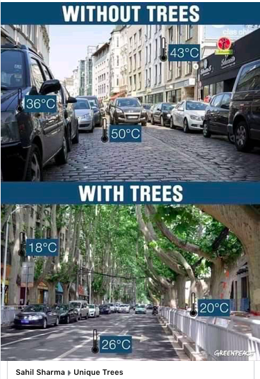 The importance of urban trees can never be underestimated! @Treesforstreets @Foot_and_Ink @CityWildlife @StudentForTrees @BOSFonline @NaturallyBirmi1