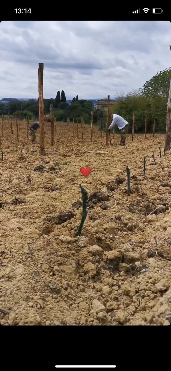 Vous faites quoi pendant qu’on plante des bébés-Sangiovese 🥰 ? 

#vineyard #VillaDiGeggiano #CastelnuovoBerardenga #planting #breakingnews #organicwine #ChiantiClassico #Tuscany