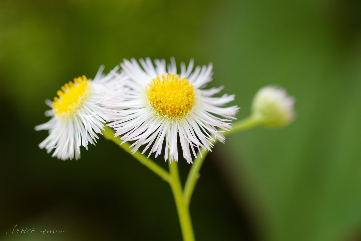 ハルジオン Hotワード