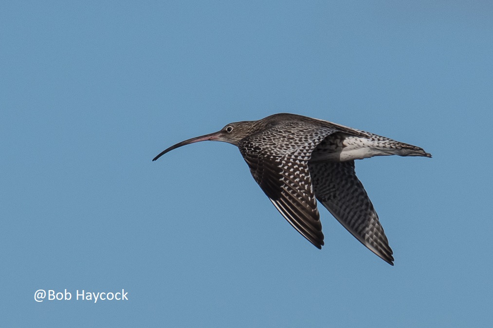 Welsh Ornithological Society Birdsinwales Twitter