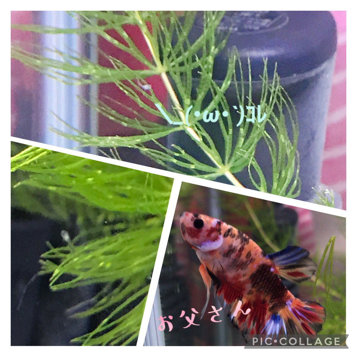 ベタ水槽 ベタ水槽
