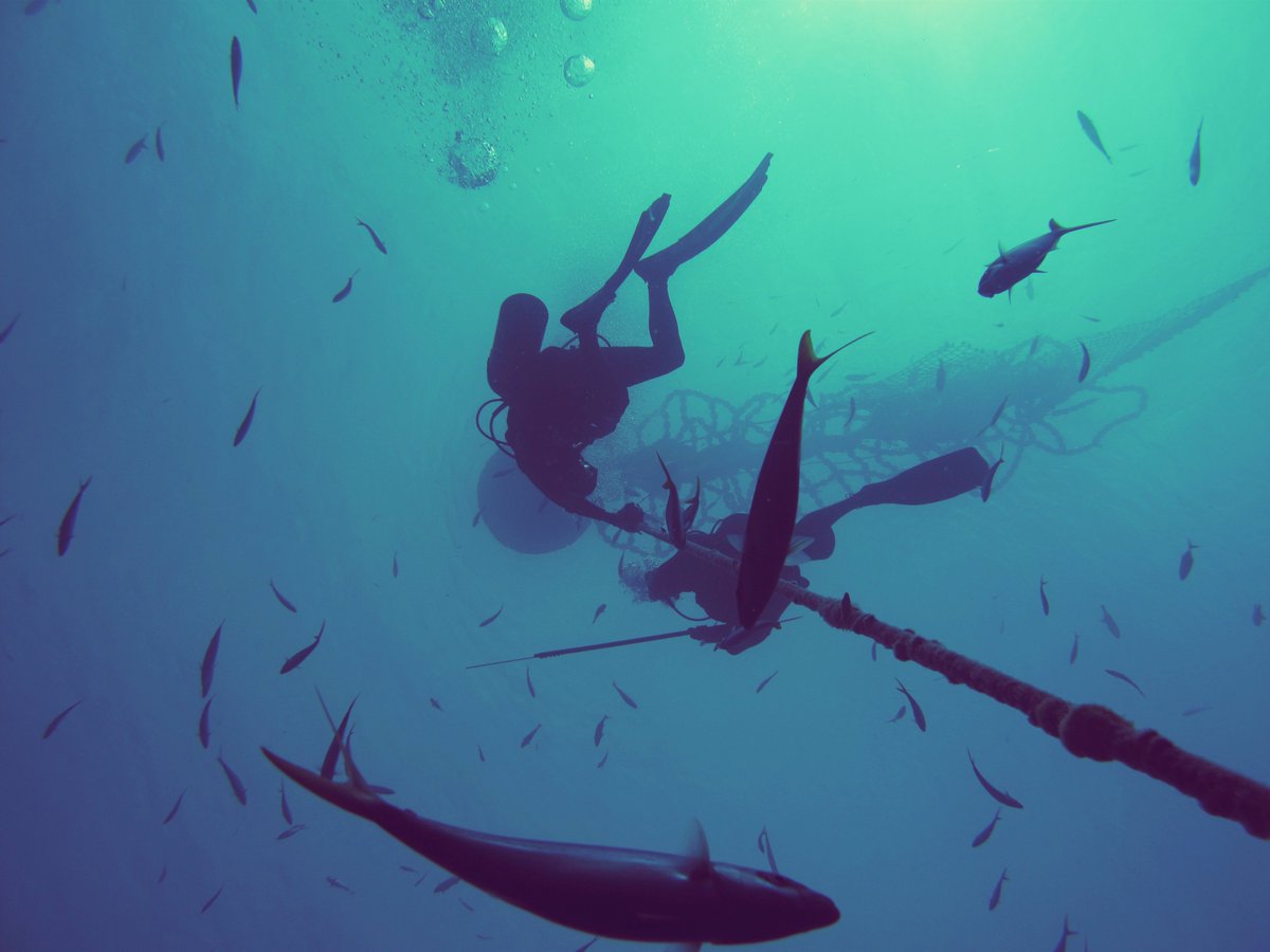 One day to go until our #TunaFADs Symposium! The final session of the day will focus on transparency in FAD fisheries. We will hear from <a href="/absoule/">Bradley Soule</a> from <a href="/OceanMindGlobal/">OceanMind</a>, <a href="/RohanCurrey/">Rohan Currey</a> from <a href="/MSCintheUK/">MSC in the UK</a> and <a href="/alexhofford/">Alex Hofford</a> from <a href="/WildAid_UK/">WildAid United Kingdom</a>. 

Register here: …sible-tuna-fisheries.eventbrite.co.uk