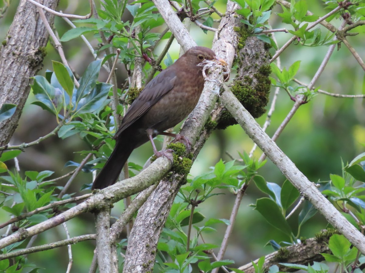 Roundhay Park this afternoon with <a href="/WildFozzy/">wildfozzy.bsky.social</a> and <a href="/PhoebeWedding/">Phoebe Miller</a> 
2 swallow being the highlight.
Also 3 parakeet, 1 kestrel, red kite, sparrowhawk and Buzzard, 5 Blackcap, 7 chiffchaff, 4 Little grebe, 4 Great crested grebe, 1 Cormorant, 3 Grey wagtail.
Only 1 duckling
<a href="/ForpLeeds/">Friends of Roundhay Park</a>