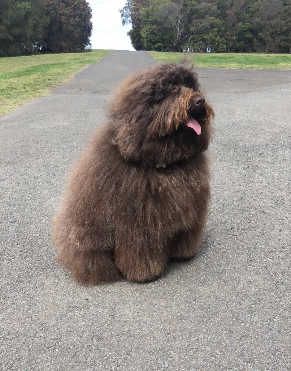 This is Odin. He’s been working hard to get ready for round boi summer. 13/10 please appreciate him