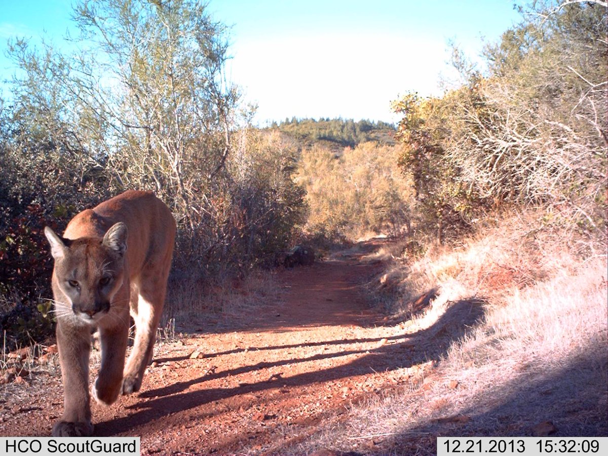 SonomaLandTrust's tweet photo. Ever wonder what they’re thinking? #CaptionThis mountain lion strolling thru lands protected by Sonoma Land Trust and be entered to get an SLT hat! A few of the captions will be shared at our campaign event (May 25). Thanks for getting creative with us! #WildlifeWednesday https://t.co/GlEGABvyYI