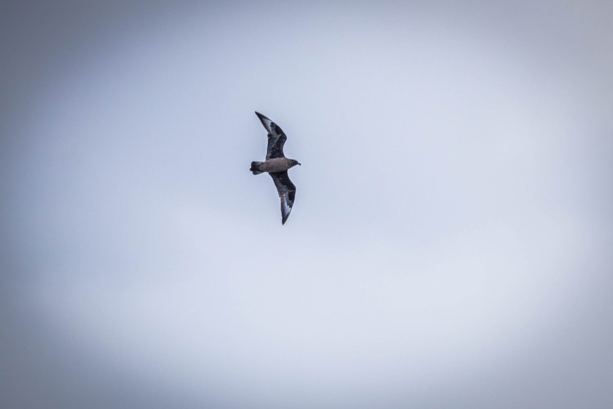 After the excitement of this mornings Black Kite at  Cotehill #aberdeenshire🏴󠁧󠁢󠁳󠁣󠁴󠁿 a more sedate if not blustery vigil after breakfast at #Bullersofbuchan produced my 1st Great Skuas of the year! ⁦@nature_scot⁩