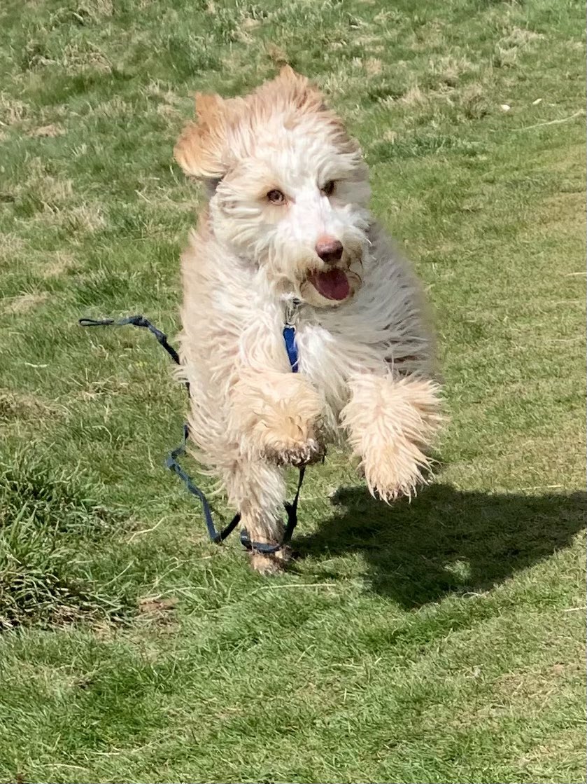 #twitoftheday #love #puttingdogsfirst #pdf