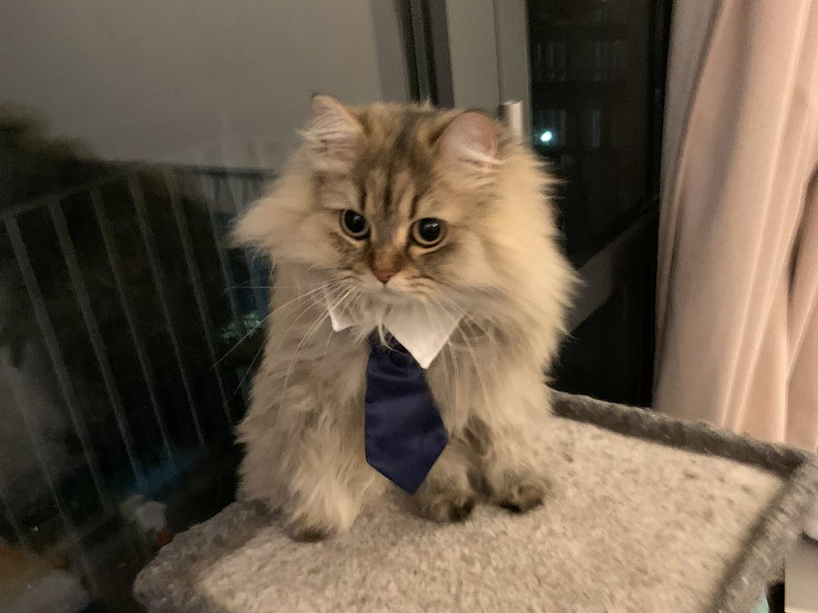 Please take a seat.This is Callie.She owns her own business (hence the tie), though we're not sure what she does yet. But we bet it's important.Human friend:  @Sorbet_and_Rice, UI Artist