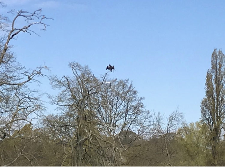 Thanks to the #writingcommunity for all the #cormorant photos/posts you have sent my way over the last few weeks. This is a favourite - a huge black bird sun basking on Hampstead Heath. #zedandthecormorants #yanovel #youngadultfiftion #gothic