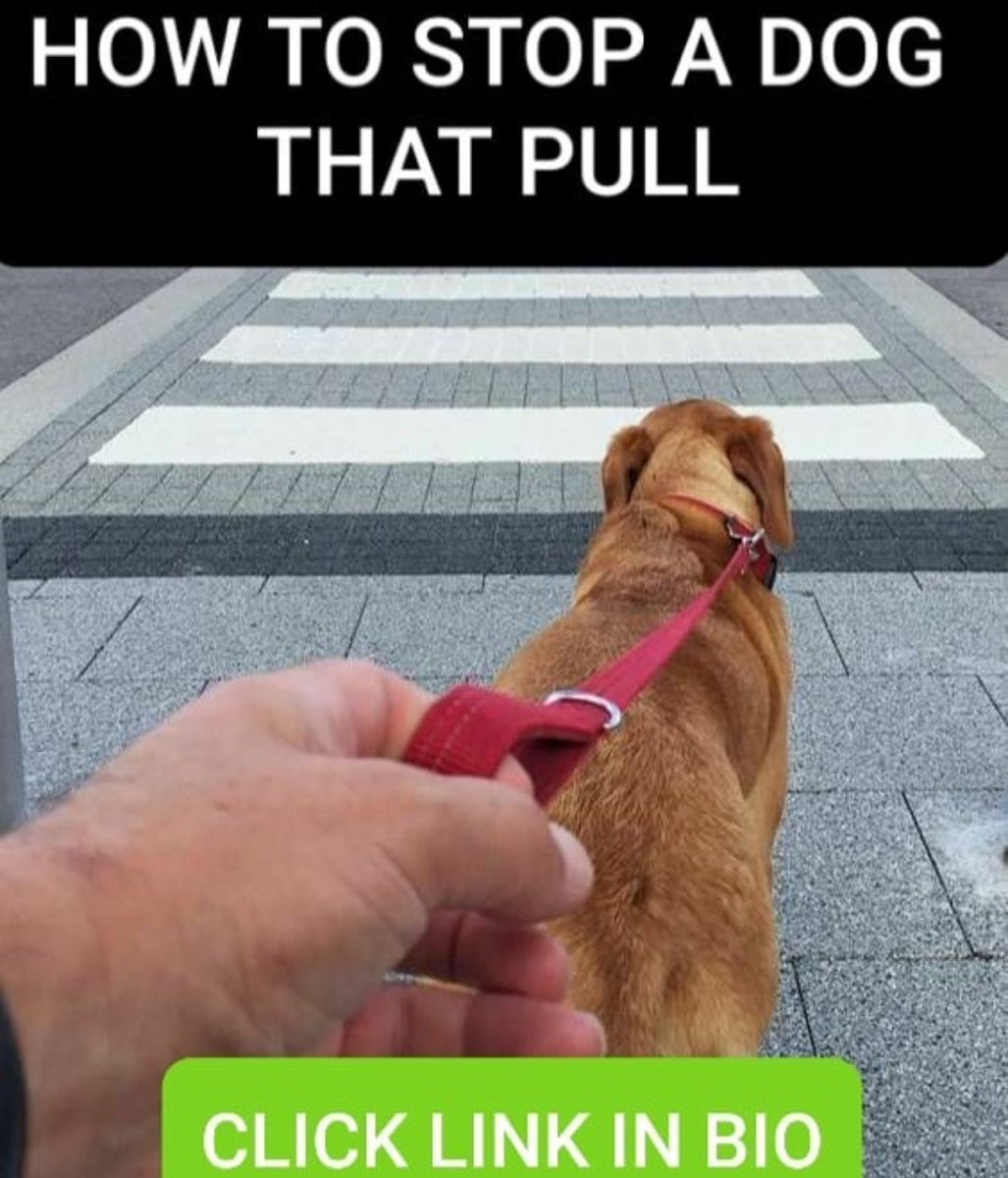 FreeDogTrainin5's tweet photo. https://t.co/vVF3AmiOFL
