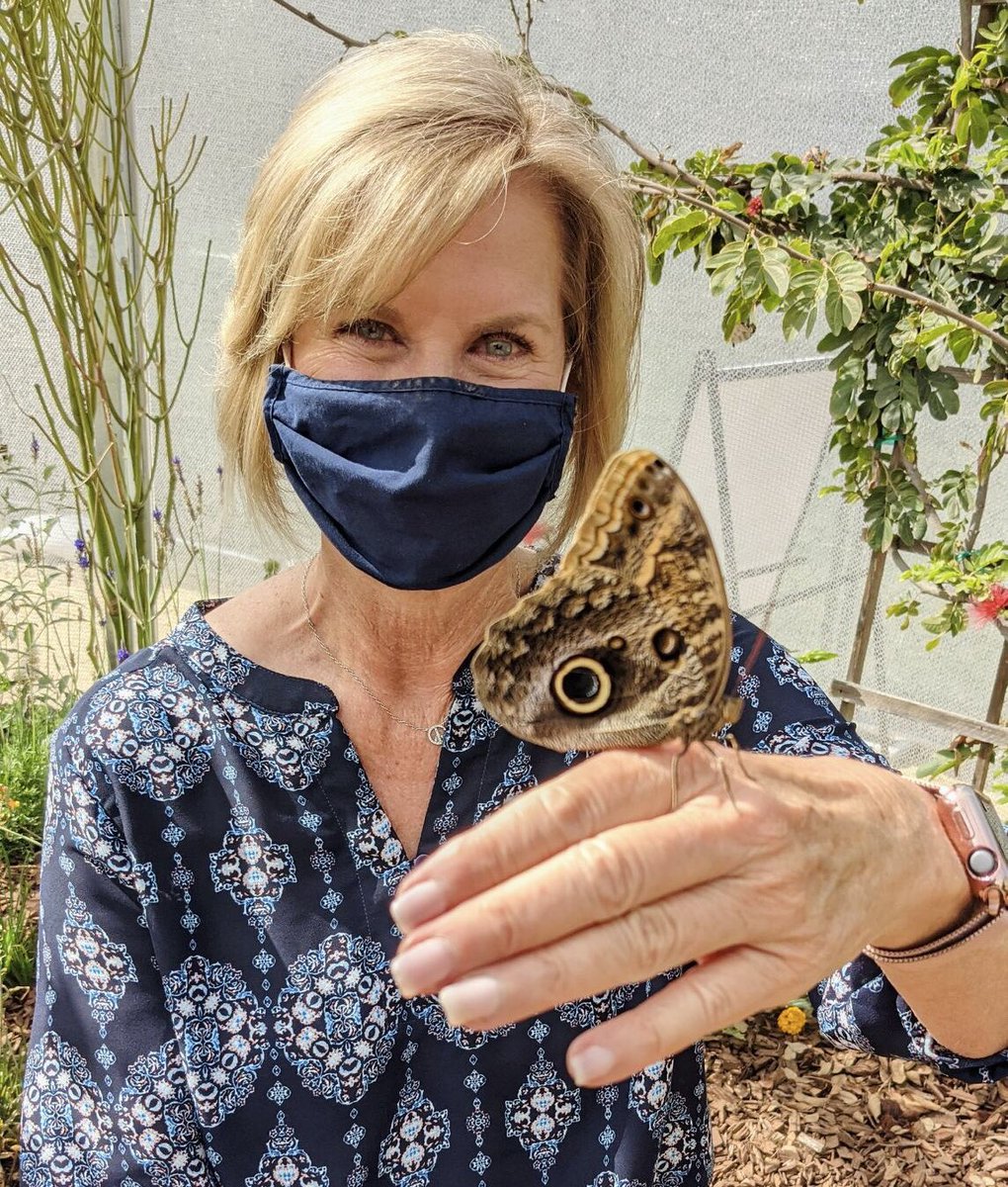 Made a new friend here at the <a href="/scbgarden/">South Coast Botanic Garden</a>! 

This is a giant owl butterfly and is one of the many beautiful butterflies in the botanic garden’s Soar Exhibit🦋