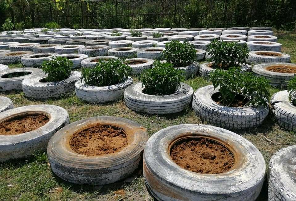 En la empresa Transporte Nacional del Comercio cultivan su pedacito 'sobre ruedas'.
#SomosDelBarrio #CDRCuba