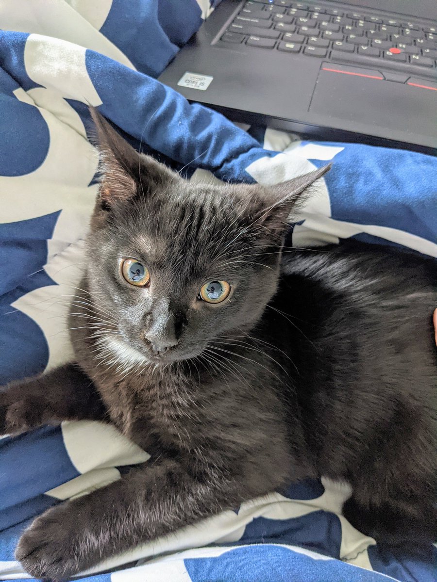 michaela_lynn68's tweet photo. This little one loves when mom works from home, even if mom dislikes working from home😻 #NeoTheCat #WorkFromHome https://t.co/clpprkM3au