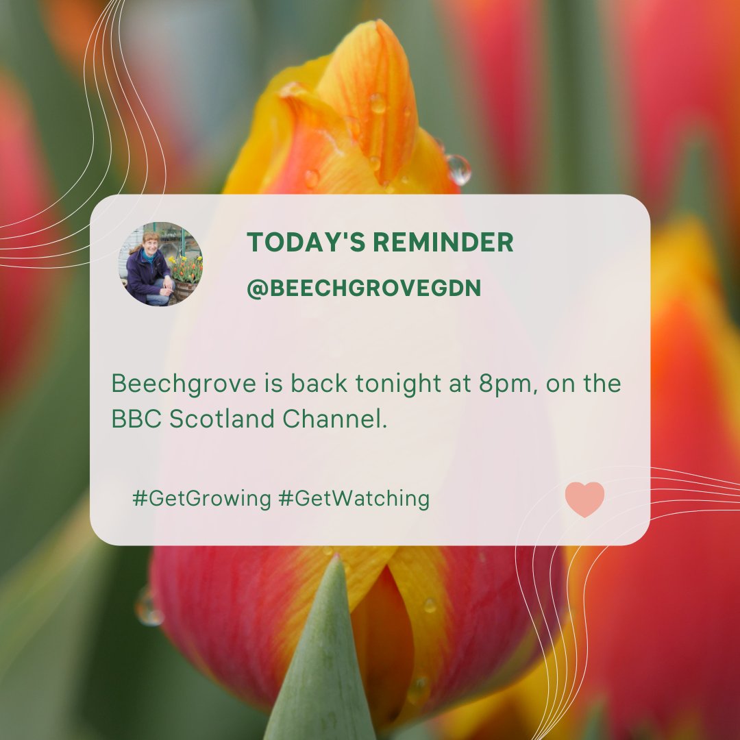 BeechgroveGdn's tweet photo. Beechgrove awaits, with more tips and tricks. 
Guests Kevin Hughes in Gatehouse of Fleet and The
Beechgrowers are back to update us on what’s
growing on in gardens across Scotland.
Tonight at 8pm on the BBC Scotland Channel and 
available to stream live on BBC iPlayer. https://t.co/Ln4bqAH15f