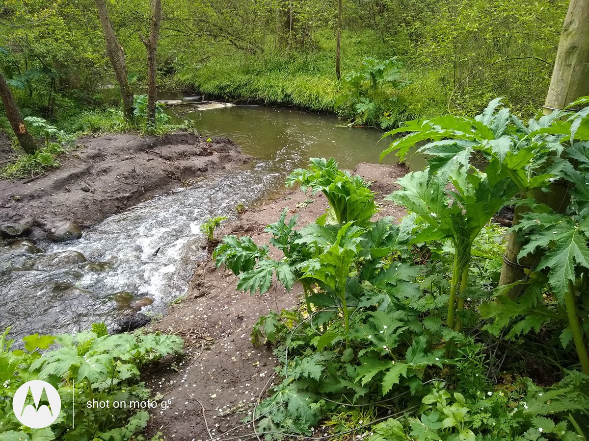WOLCT's tweet photo. In a place that time forgot 1500 dangerous jurassic scale Giant Hogweed plants lurked.

Until today that is !

 @WOLCT nailed these plants to prevent seeds spreading into the Water of Leith, Murrayburn &amp; the Union Canal.  

#gianthogweed
#murrayburn
#unioncanal
#inns 
#seedsource https://t.co/ZS6GxPdp1z