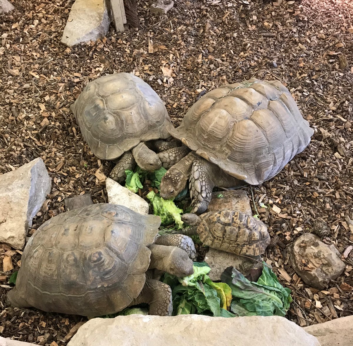 Made some new friends during my meeting today #MerristWoodCollege #ActivateLearning #BusinessEngagement #Surrey