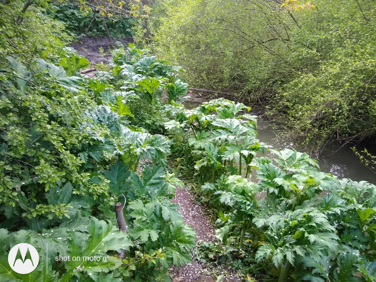 WOLCT's tweet photo. In a place that time forgot 1500 dangerous jurassic scale Giant Hogweed plants lurked.

Until today that is !

 @WOLCT nailed these plants to prevent seeds spreading into the Water of Leith, Murrayburn &amp; the Union Canal.  

#gianthogweed
#murrayburn
#unioncanal
#inns 
#seedsource https://t.co/ZS6GxPdp1z