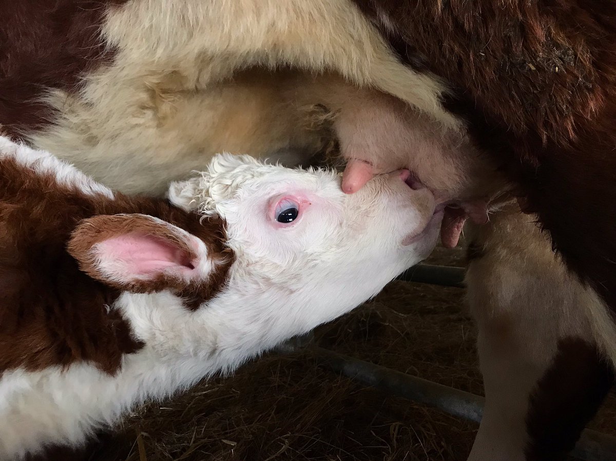 Our first calf of 2021, she’s sprightly and feeding well - she made her media debut on @BBCRadio2 this lunchtime! #calf #newborn #norfolk