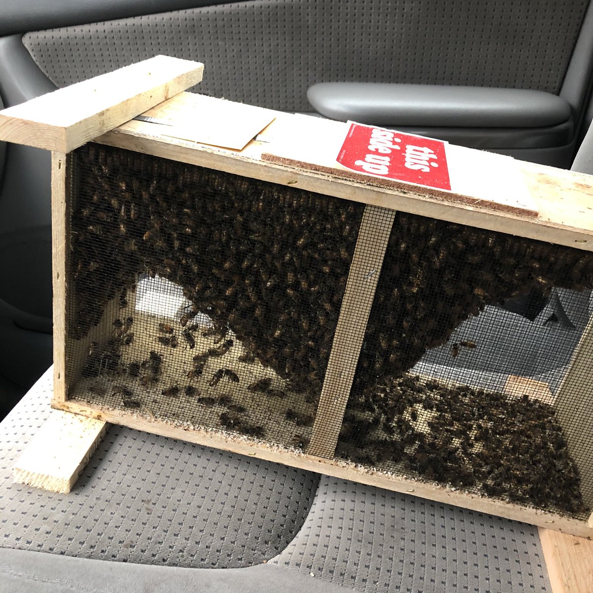 Got my new bees. I became a beekeeper last April when we had a swarm land in our backyard. I lost that hive over winter, so I’m trying again.