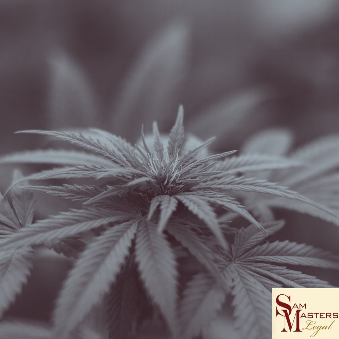 SamMastersLegal's tweet image. Possession of Cannabis: 

✔️The payment of your fine is treated as an admission of guilt. 
✔️Consequently, if you are asked by an employer if you ever pleaded guilty or no contest to a criminal offense, you would have to answer, "Yes.”

For more information call Sam Masters Legal