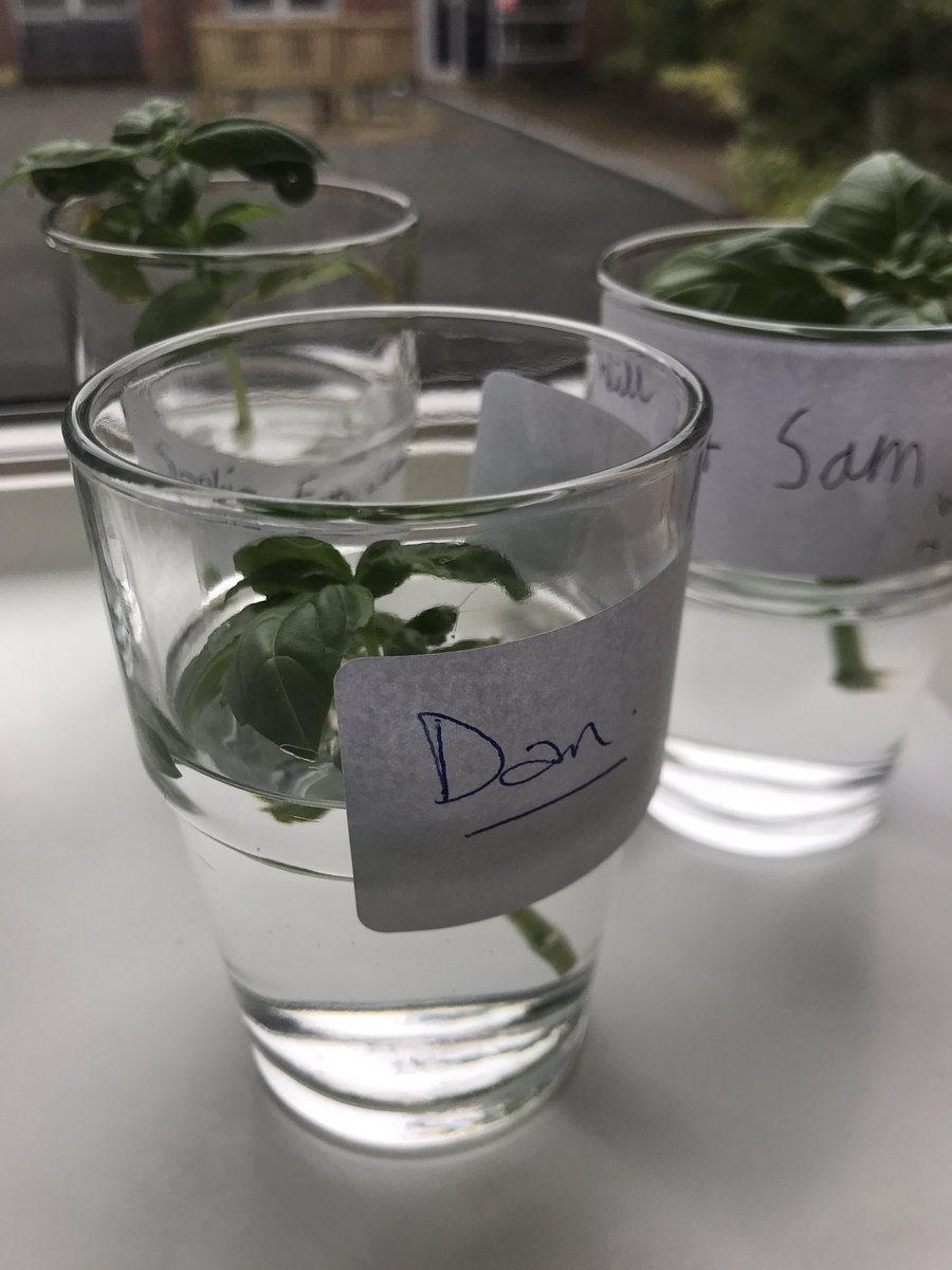 Propagating basil offcuts today. Cut the basil three inches from the top underneath a leaf node. Strip the bottom leaves away and place in water, then hey presto in two weeks some roots should appear and then we will pot the plants and grow a swathe of basil.