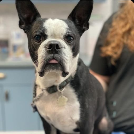 Mylo is a 7 yr old Boston Terrier and a puppy at heart 😊

Learn more about him and apply on our website if you're his furever family ➡️ covetedcanines.org/adoptables

#AdoptDontShop #Dogs #RescueDog #DogsofTwitter