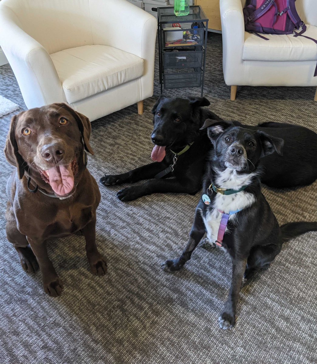 ISEsecurity's tweet photo. https://t.co/UUCr4SZ9j0 

You adopted a puppy in quarantine and you'll have to go back into the office soon?! Don't fret! Check out our #job opportunities and bring your dog to work! #devjobs #career #hiring #developers https://t.co/ApwMzDGsvz