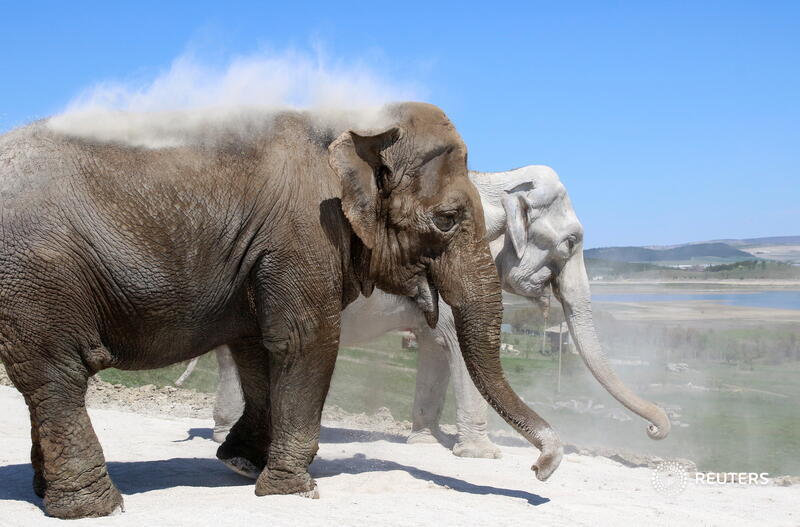 Elephants dust themselves with soil at Taigan safari park in Belogorsk, Crimea. More photos of the day: https://t.co/XN6Y89c7EY 📷 lexey Pavlishak https://t.co/4dyxvUK0iR