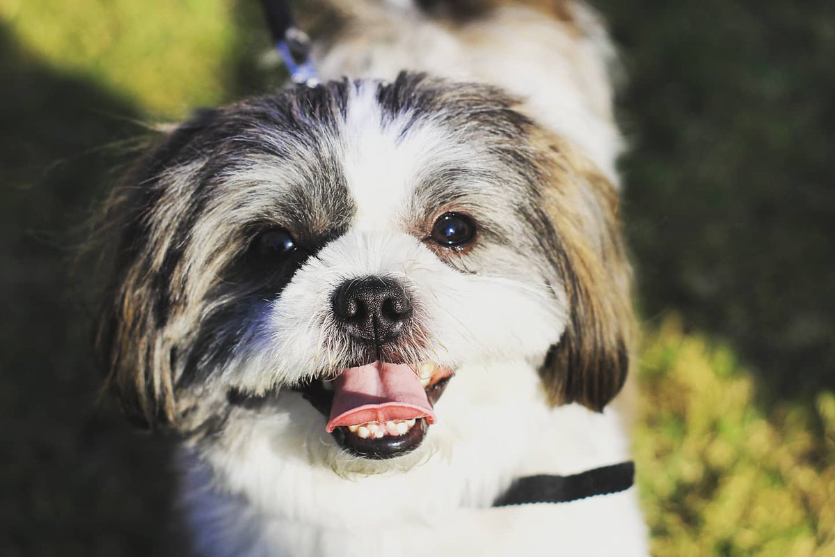 PranayManocha3's tweet image. Blessing your tl with cute dog pics Day two 🐕
#cutedogsoftwitter #dogs #dogsoftwitter #shihtzu