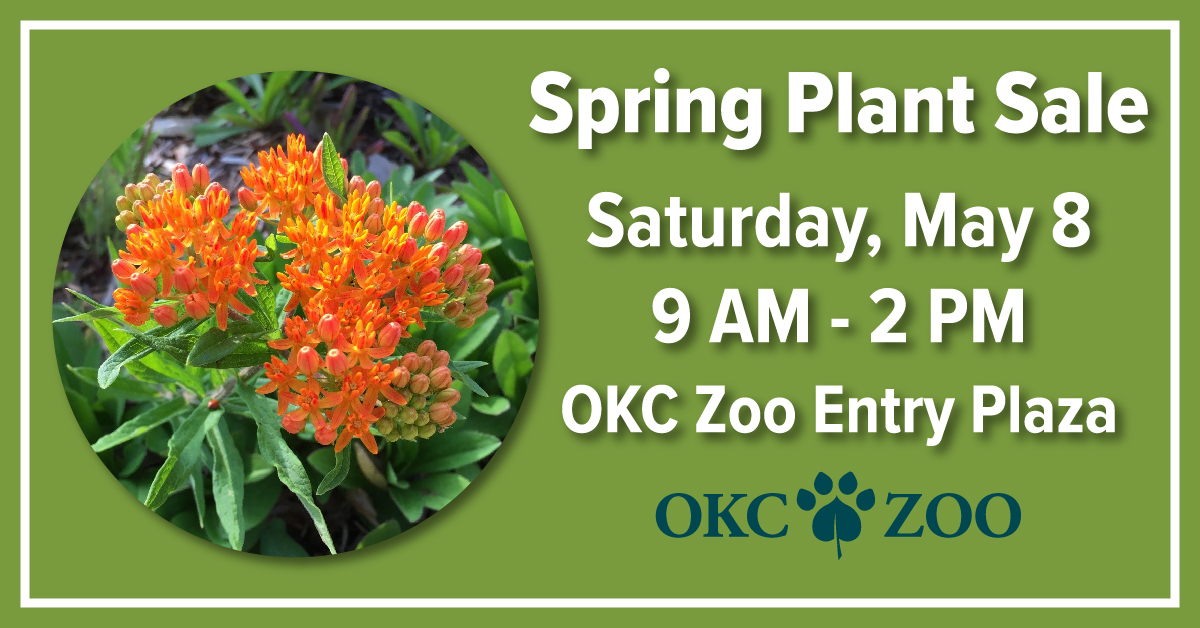 The #OKCZoo’s horticulture team will be hosting a Spring Plant Sale on Saturday, May 8, from 9 a.m. to 2 p.m.! Discover a variety of fresh and beautiful botanicals straight from the Zoo’s own botanical collection.

This sale is free to attend without Zoo admission.