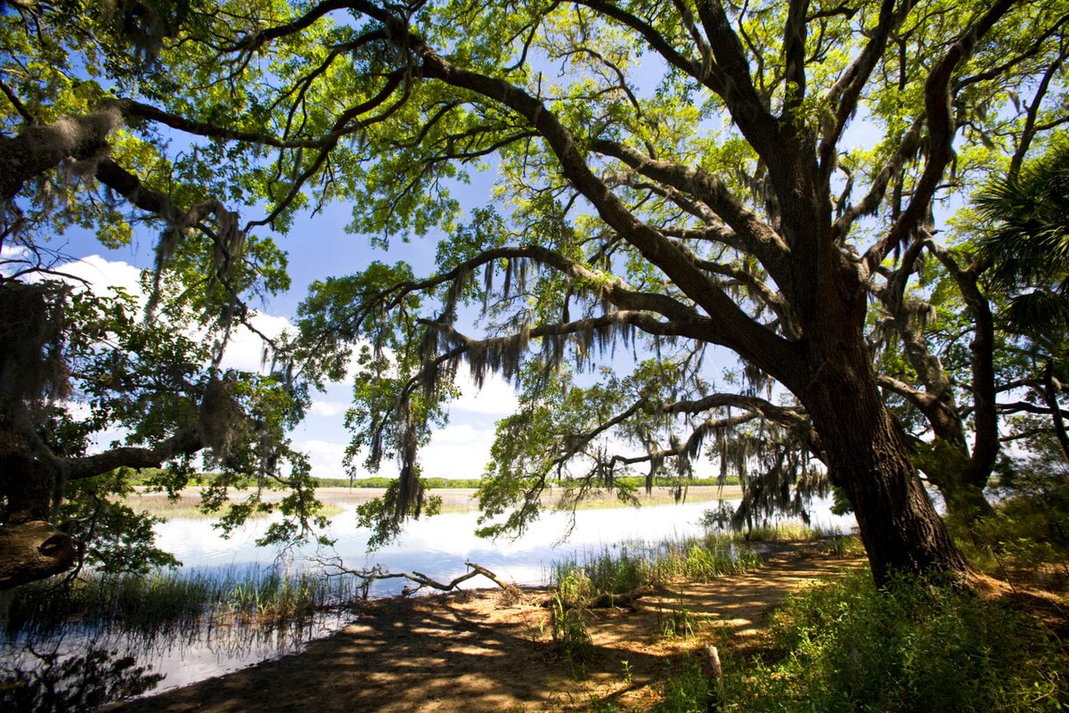 New on <a href="/FamVacationist/">FamilyVacationist 🏖</a> - Tips for Planning the Perfect Lowcountry Vacation tinyurl.com/5cs7dbx9 (Photo credit: Perry Baker/DiscoverSouthCarolina.com) #travel #roadtrip #DiscoverSC #southcarolina #southcarolinalowcountry #lowcountry