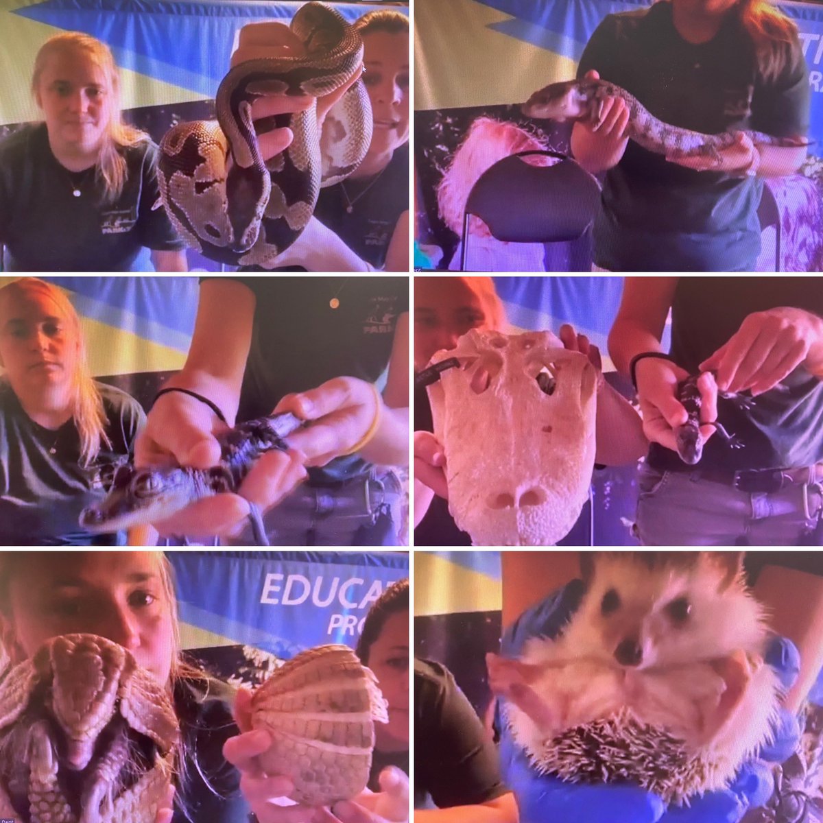 The first grade students learned many new facts about animals during their virtual field trip with the Cape May Zoo. The zoo educators answered many questions from our inquisitive youngsters. 🦔🦎🐍🐊