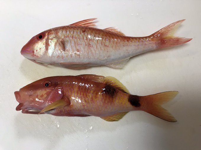 タカサゴヒメジとオジサン
似てる魚だと思ってたけど見比べたら全然似てなかった

釣り餌用に釣ったんだけど、大物釣れなかったのでほぼ全部余った
なので私の餌です 