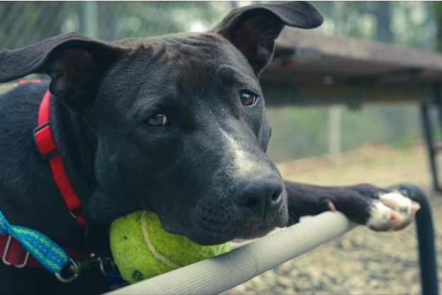 Do you have the loving forever home that Sara is longing for? At 10 months old, Sara is a bundle of fun &amp; loves her tennis ball! Introductions are by appointment only. Learn more about Sara here ~ sammyshope.org/adoptdogs

#SammysHopeLove #adoptme