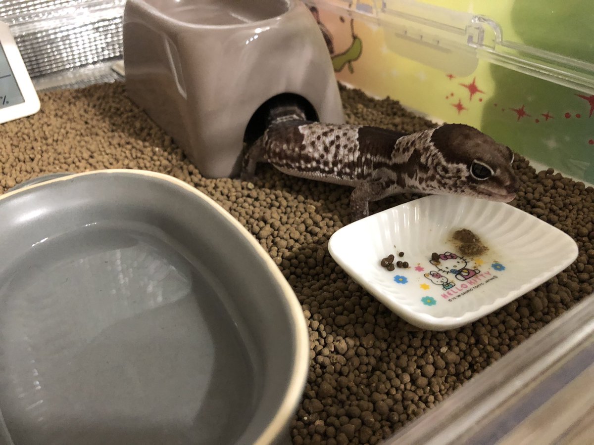 食欲はあるねんけどなー
虫さんは食べない…