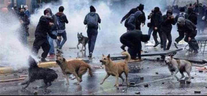 lovessswt's tweet photo. No seamos indiferentes *POR FAVOR!!!*  Ellos nos saben que está sucediendo, ellos también sienten, se asustan por favor si los vez en peligro resguardalos mientras pasa el peligro no los dejemos solos  Tengamos un poquito más de empatía...

#SOSColombiaDDHH #ParoNacional5M https://t.co/rAbwU1Luno