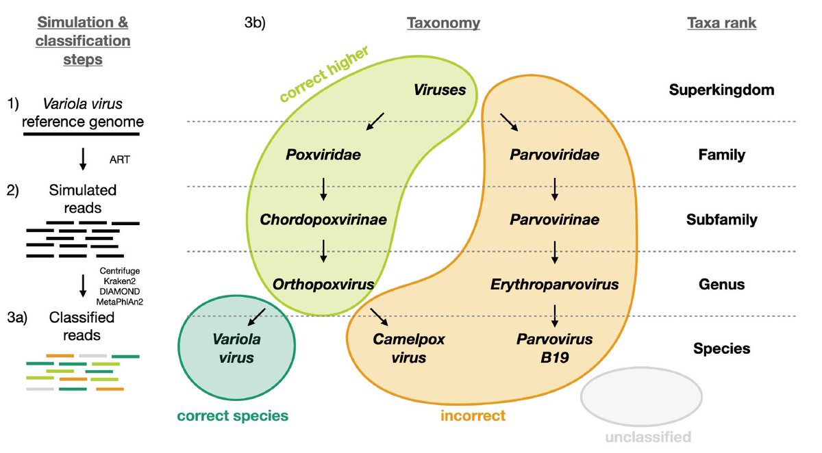 Our latest preprint, Benchmarking metagenomics classifiers on ancient viral DNA: a simulation study, led by YAO Cárdenas and @SamuelNeuensch2, is now on biorxiv. Comments & feedback very welcome! #aDNA #biorxiv_genomic biorxiv.org/content/10.110…