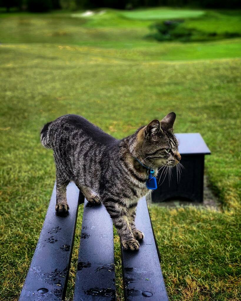 Blackthorn_Club's tweet photo. ⛳️🐈”Wildlife Wednesday”. 😸“Leo” the cat spotted out on hole 7 this morning. Leo is a friendly cat that just wants his head scratched. 😻
#turfcat https://t.co/M2ay1VecNw
