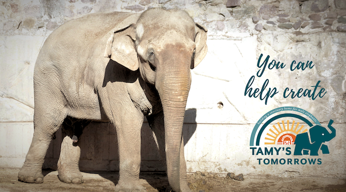 Remeber Tamy 🐘
2 hours to go until the start of #TheBigPayBack for Tamy... donate, share, don't leave it alone 🙏🙏🙏... Help us get Tamy home🌈
He needs us!
Let's build your home in the @GlobalElephants Together
#Tamystomorrows #home4Tamy 
▶️thebigpayback.org/globalelephants◀️