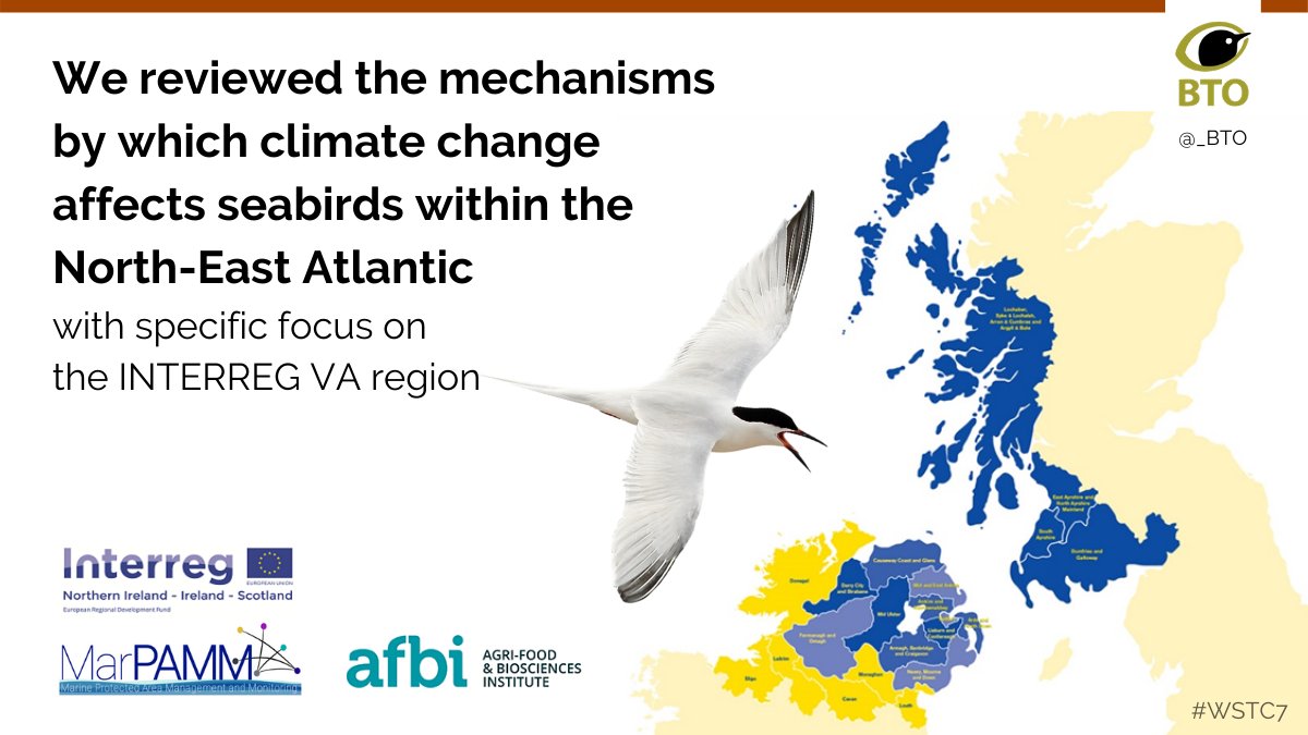 1  #WSTC7  #ClimSesh We carried out a literature review to understand the mechanisms by which climate change affects 25 species breeding within the EU funded INTERREG VA region. We identified 156 relevant studies (64 considered multiple species).  #BTOScience  #MarPAMMSeabirds
