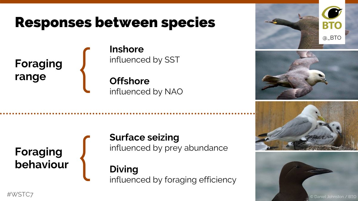 3  #WSTC7  #ClimSesh Foraging range and behaviour were important determinants of differing responses to climate change displayed between species. In particular, long vs short ranging, or diving vs. surface seizing species were influenced by climate related mechanisms differently.