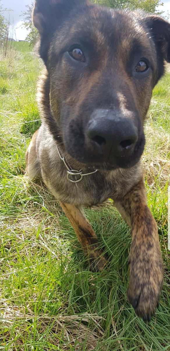 JonnyMc45388162's tweet photo. Just before the heavens opened 🌧🌧🌧 #PDMoose https://t.co/N7JxEB8dsZ