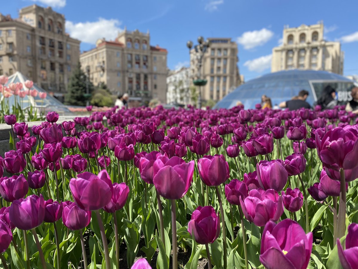 AgriKyiv's tweet photo. Big appreciation for the Ukrainian Embassy to the Netherlands, the city of Kyiv and Emiel de Sévren Jacquet for bringing our Dutch tulips to Maidan!! #uagronl #tulips https://t.co/o4RMG14rUr