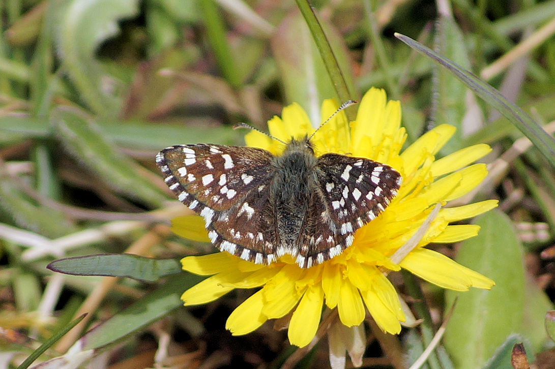 In The Sunshine today at Hutchinsons Bank, the first Dingy Skippers, and a Grizzled Skipper in the Cutting, so now both the Grizzingys are flying. Horseshoe Vetch was also now in flower.
