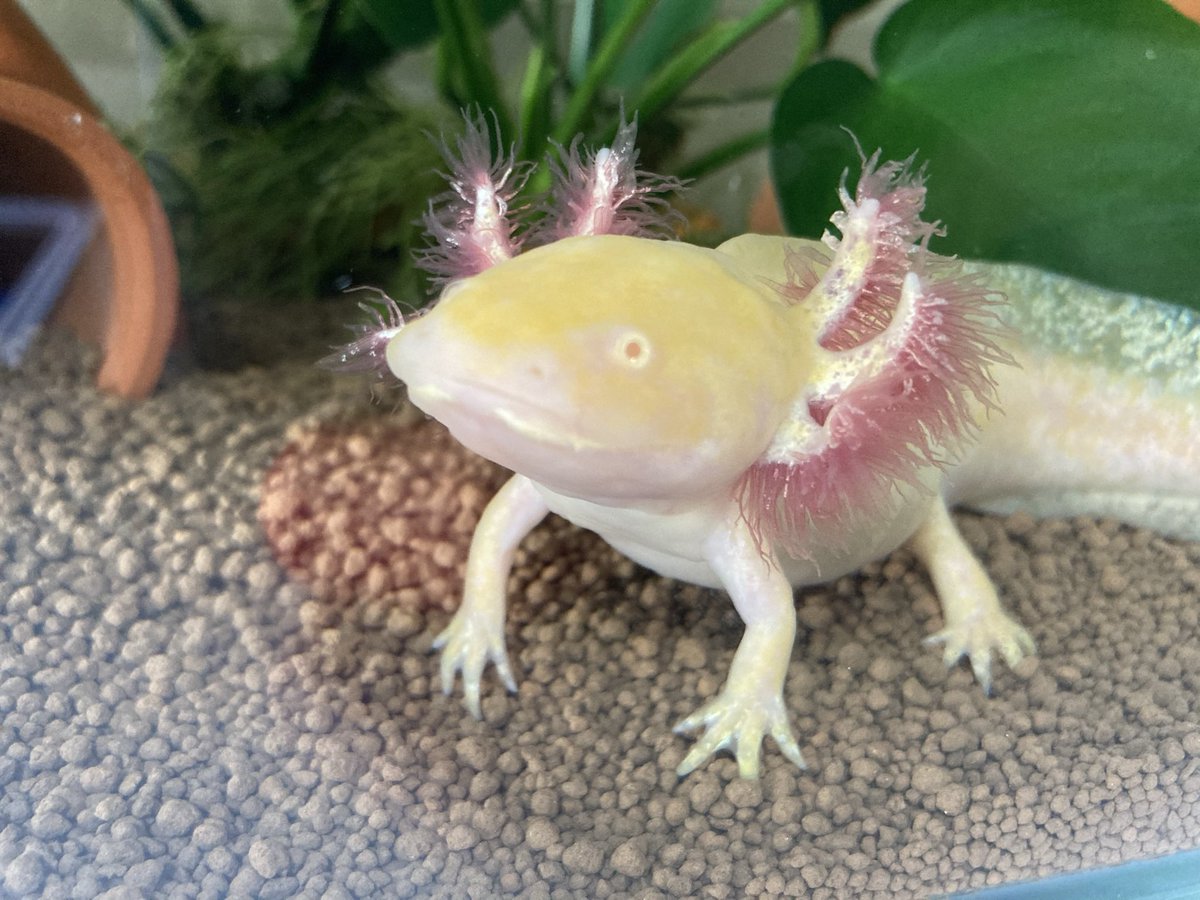 あかむし Akamushi Twitter