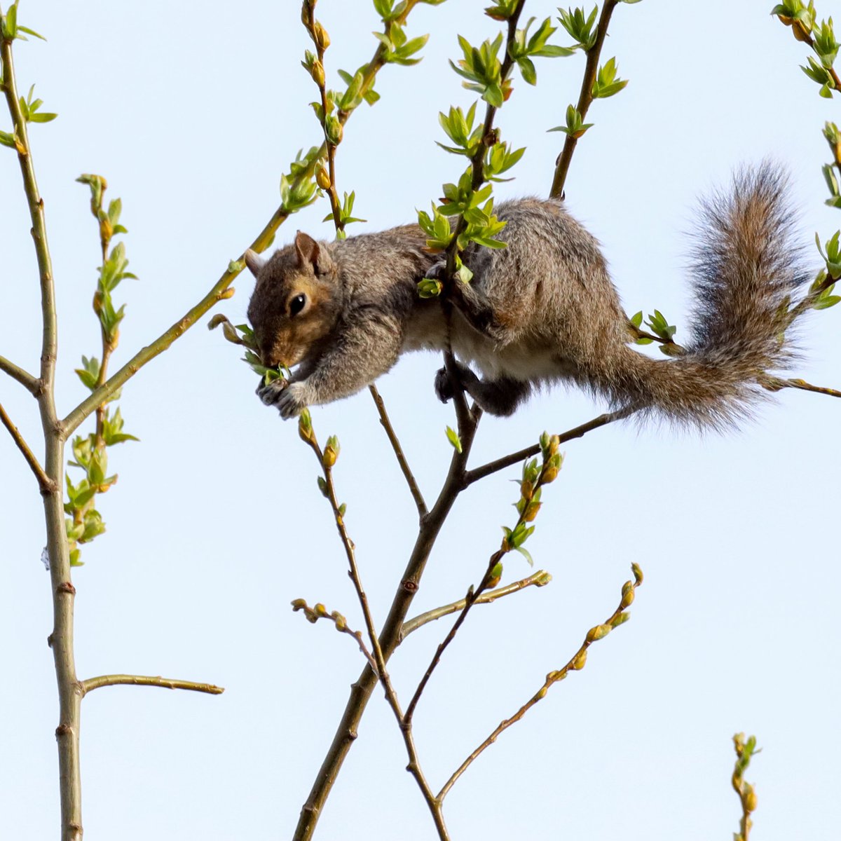 This is a greedy squirrel! 
#squirrel 
#easterngreysquirrel 
#wildlife 
#blooming 
#nature  
#naturephotography 
#wildlifephotography   
#natgeoyourshot 
#natgeowildlife 
#pnwdiscovered #pnw
#canonphotography #canonnaturephotography #canonrp