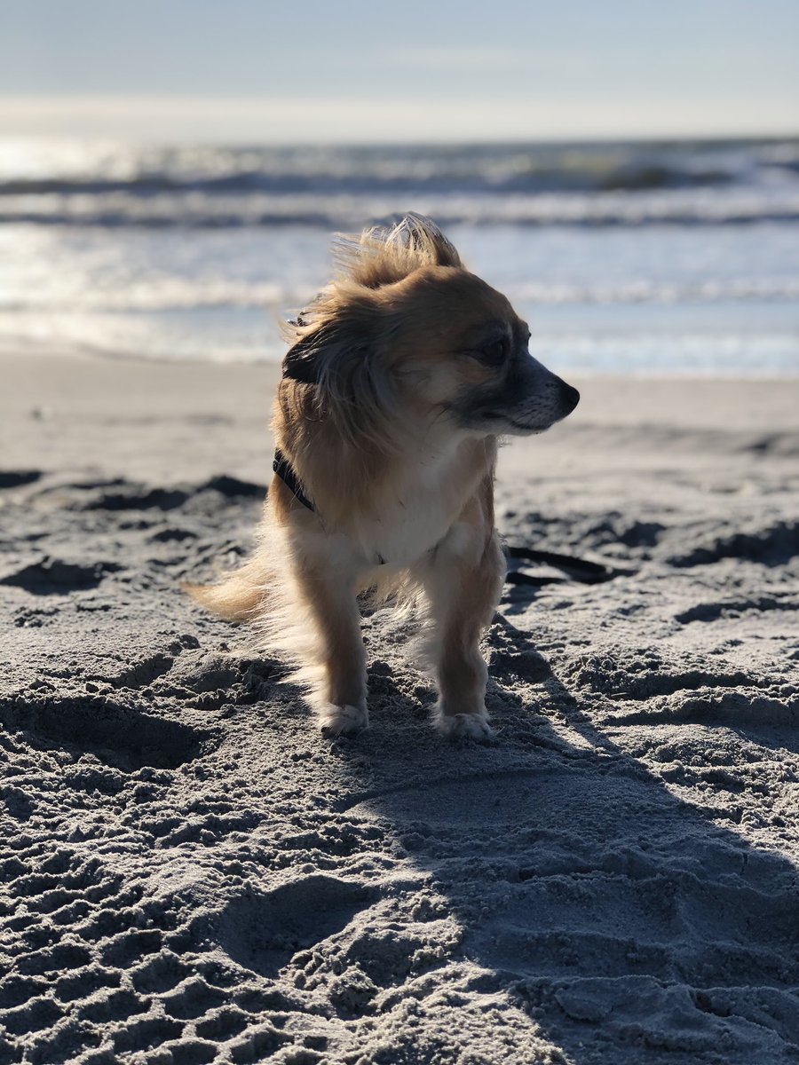 EricaE_20's tweet photo. #PupweiserContest @budweiserusa https://t.co/bwaNIdsnla